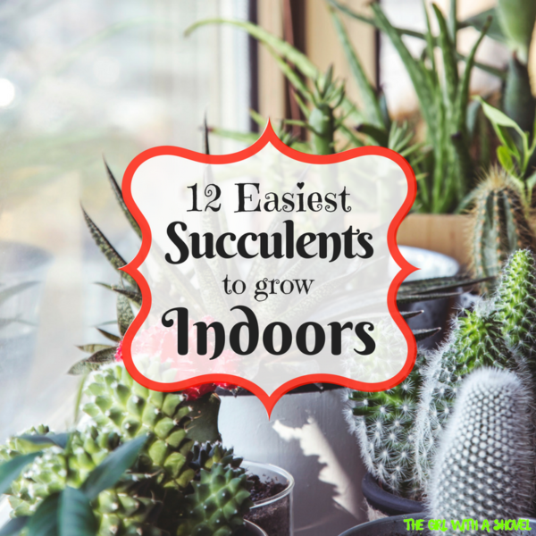 14 Easiest Succulents To Grow Indoors The Girl With A Shovel