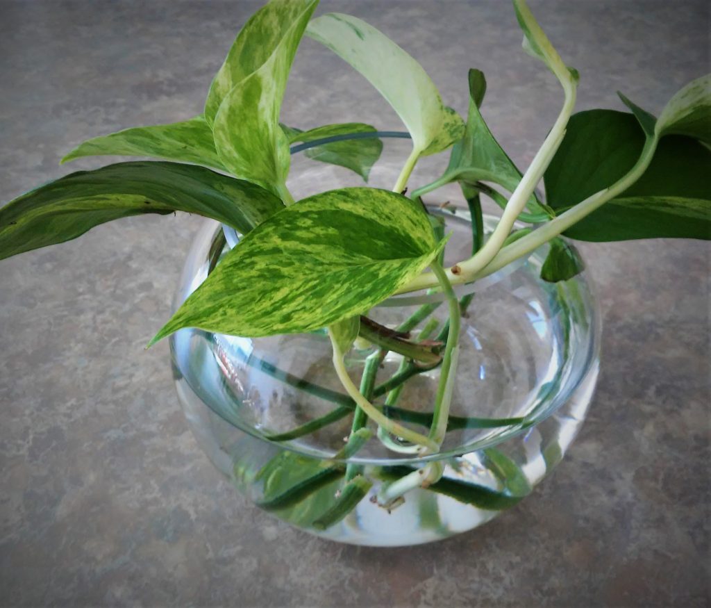 How To Propagate Pothos In Water Or In Soil The Girl With A Shovel