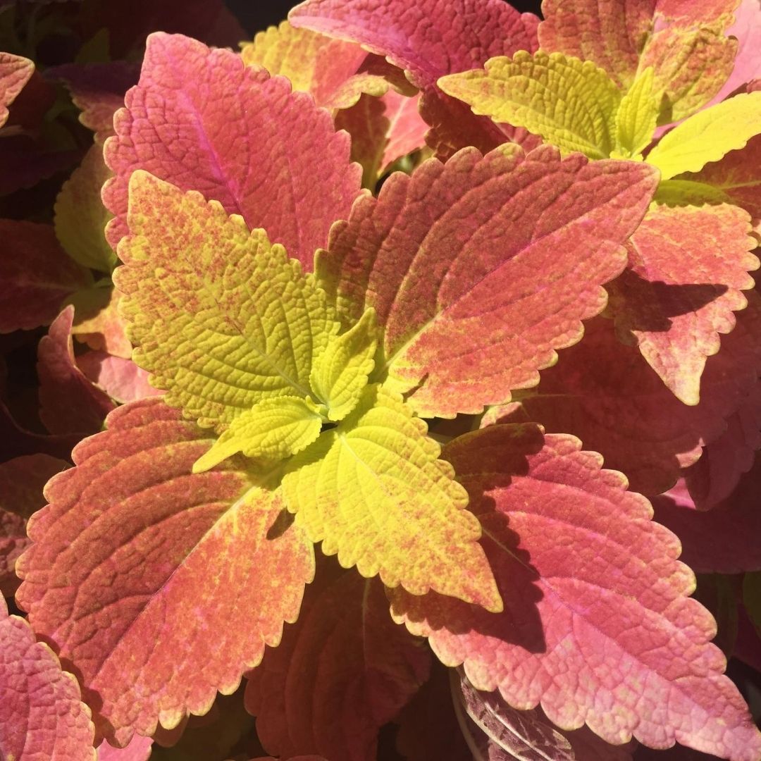 Coleus Alabama is on the list for color to your shade garden
