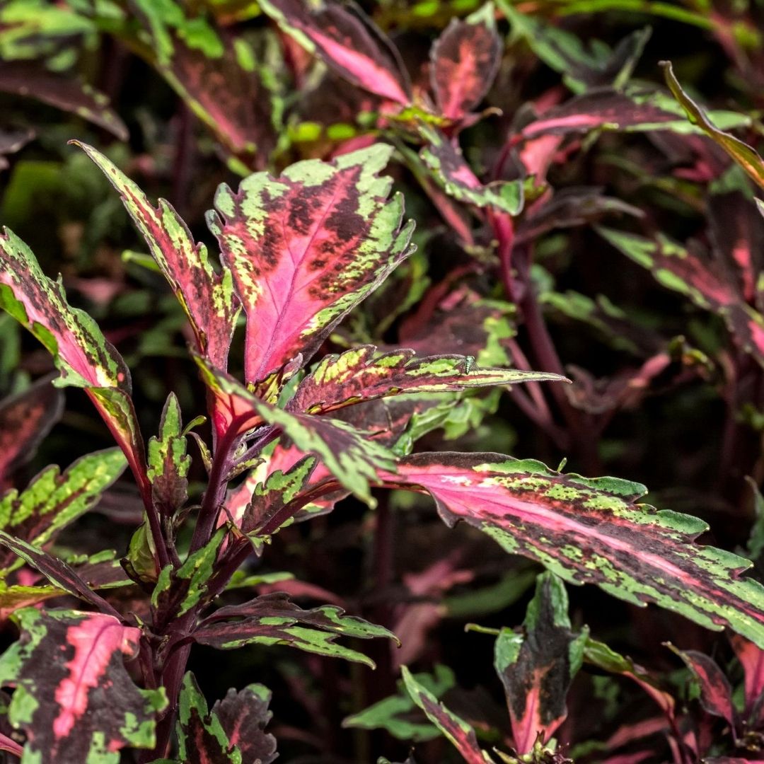 Coleus Chaotic Rose is on the list for color to your shade garden