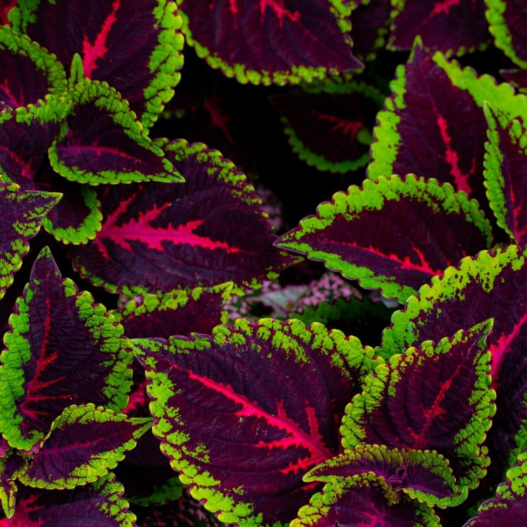 Coleus Chocolate Covered Cherry is on the list for color to your shade garden