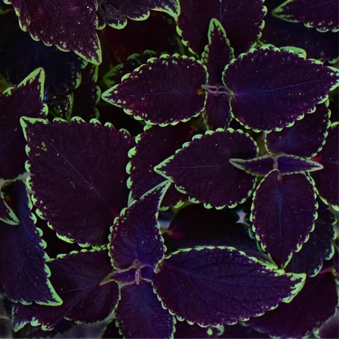 Coleus Chocolate Mint is on the list for color to your shade garden