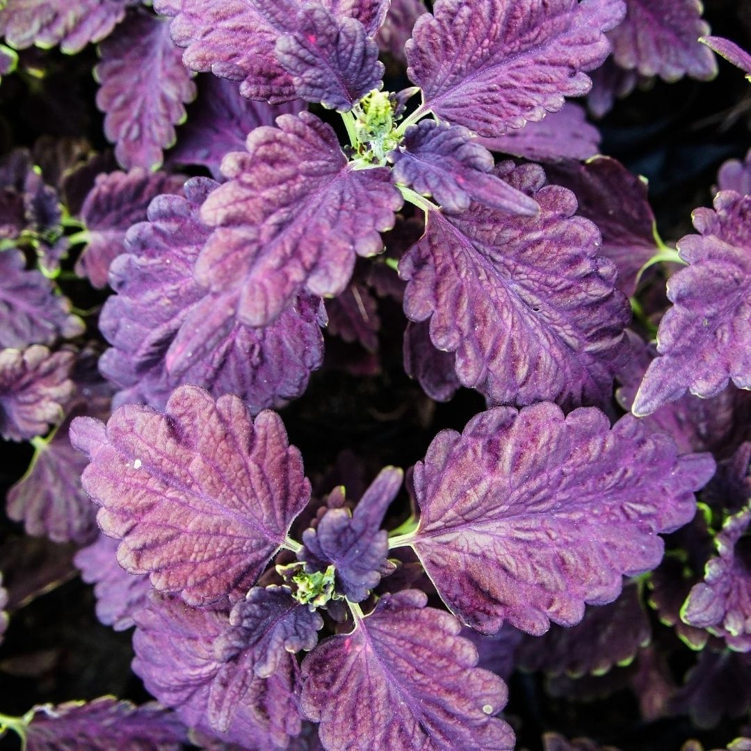 Coleus Dark Star is on the list for color to your shade garden