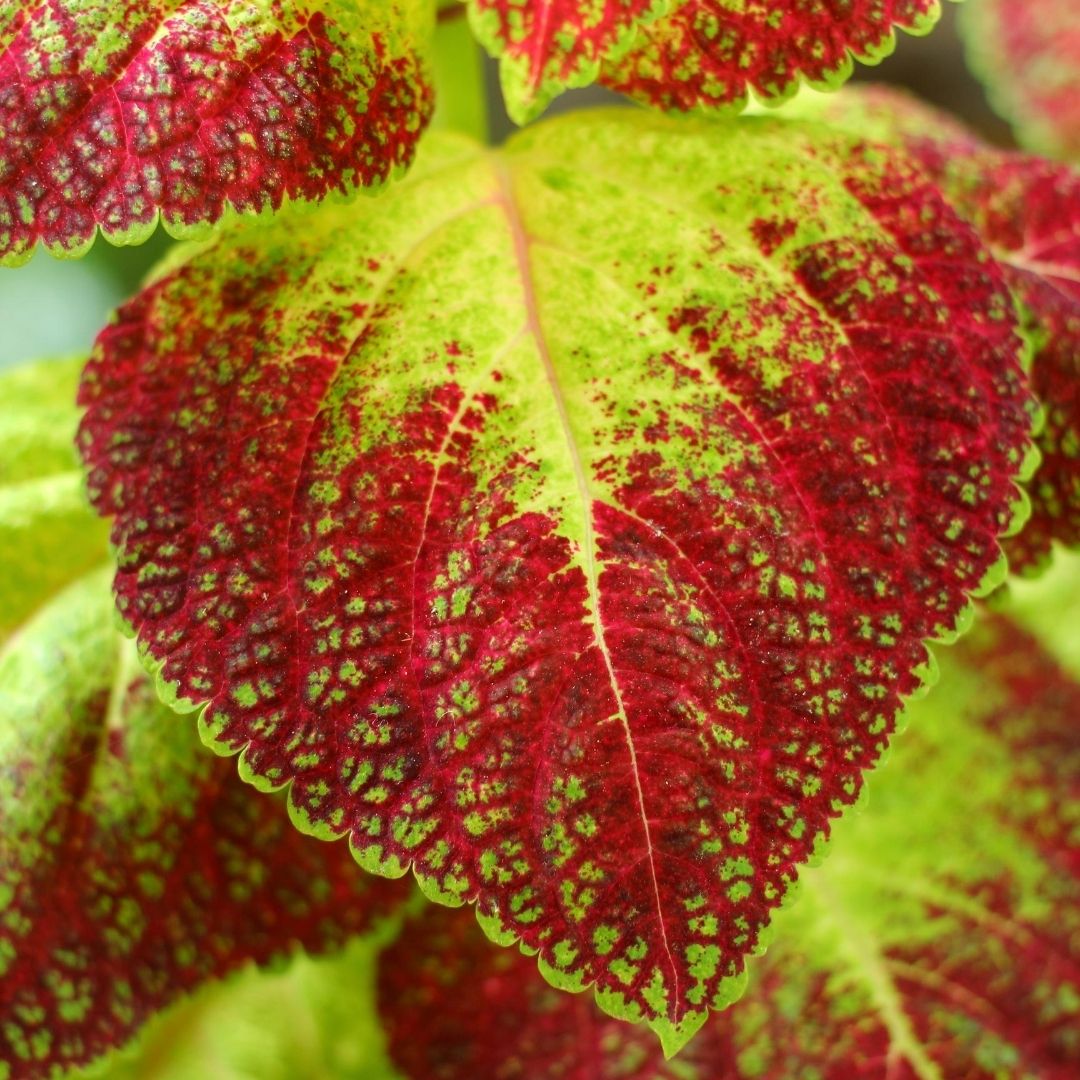 Coleus Dipt in Wine is on the list for color to your shade garden