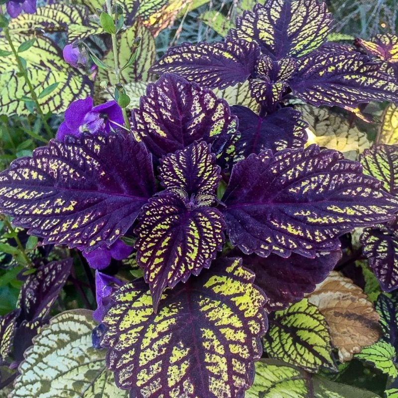 14 Coleus Varieties to bring Color to your Shade Garden