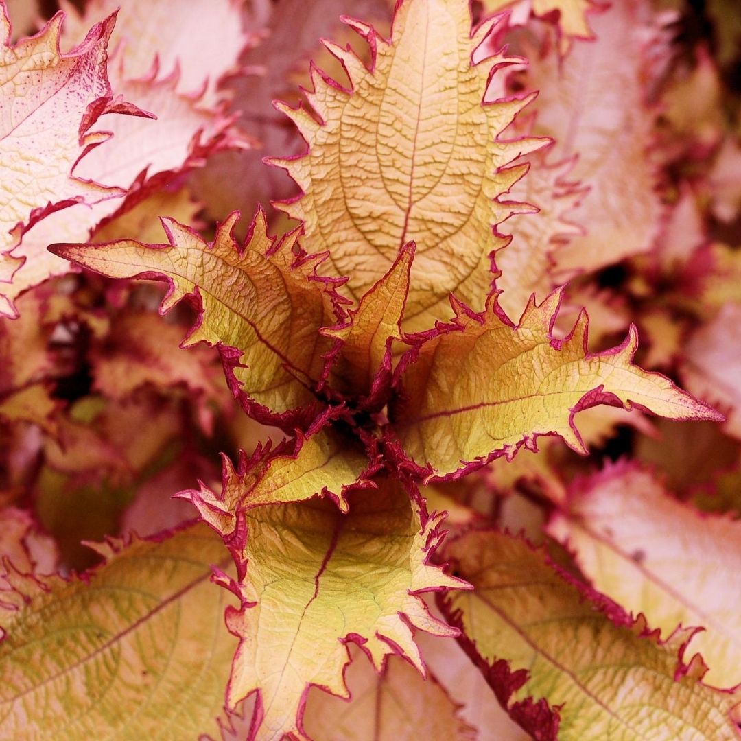 Coleus Henna is on the list for color to your shade garden