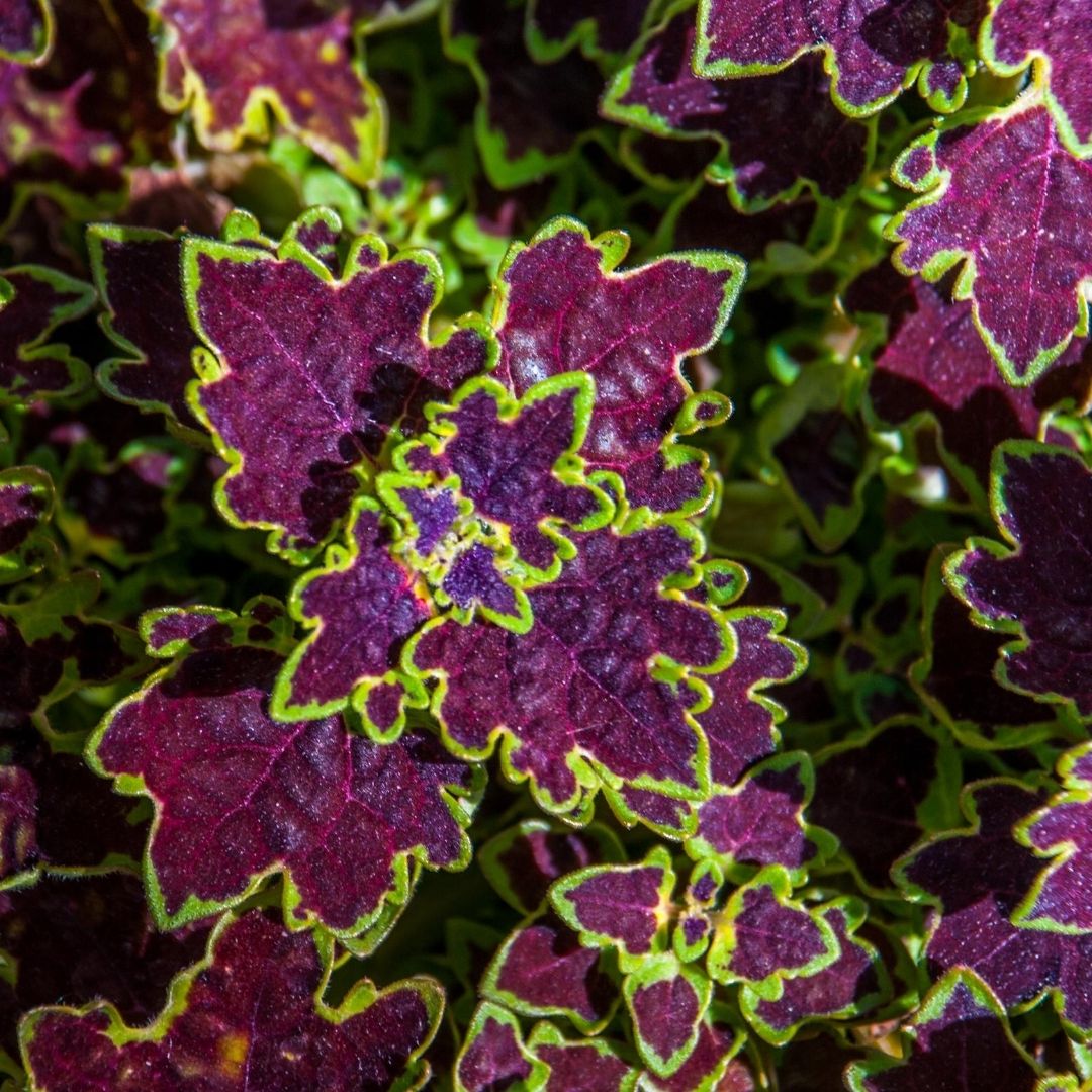 Coleus Inky Fingers is on the list for color to your shade garden