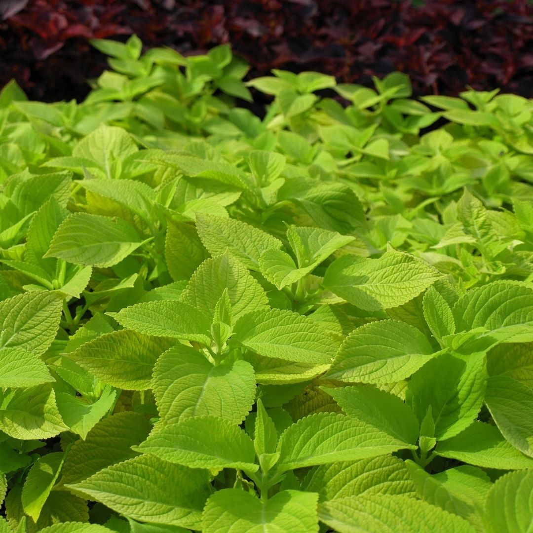 Coleus Limelight is on the list for color to your shade garden