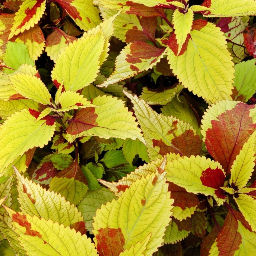 Coleus Painted Lady is on the list for color to your shade garden