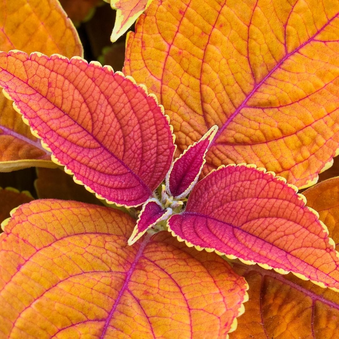 Coleus Rustic Orange is on the list for color to your shade garden