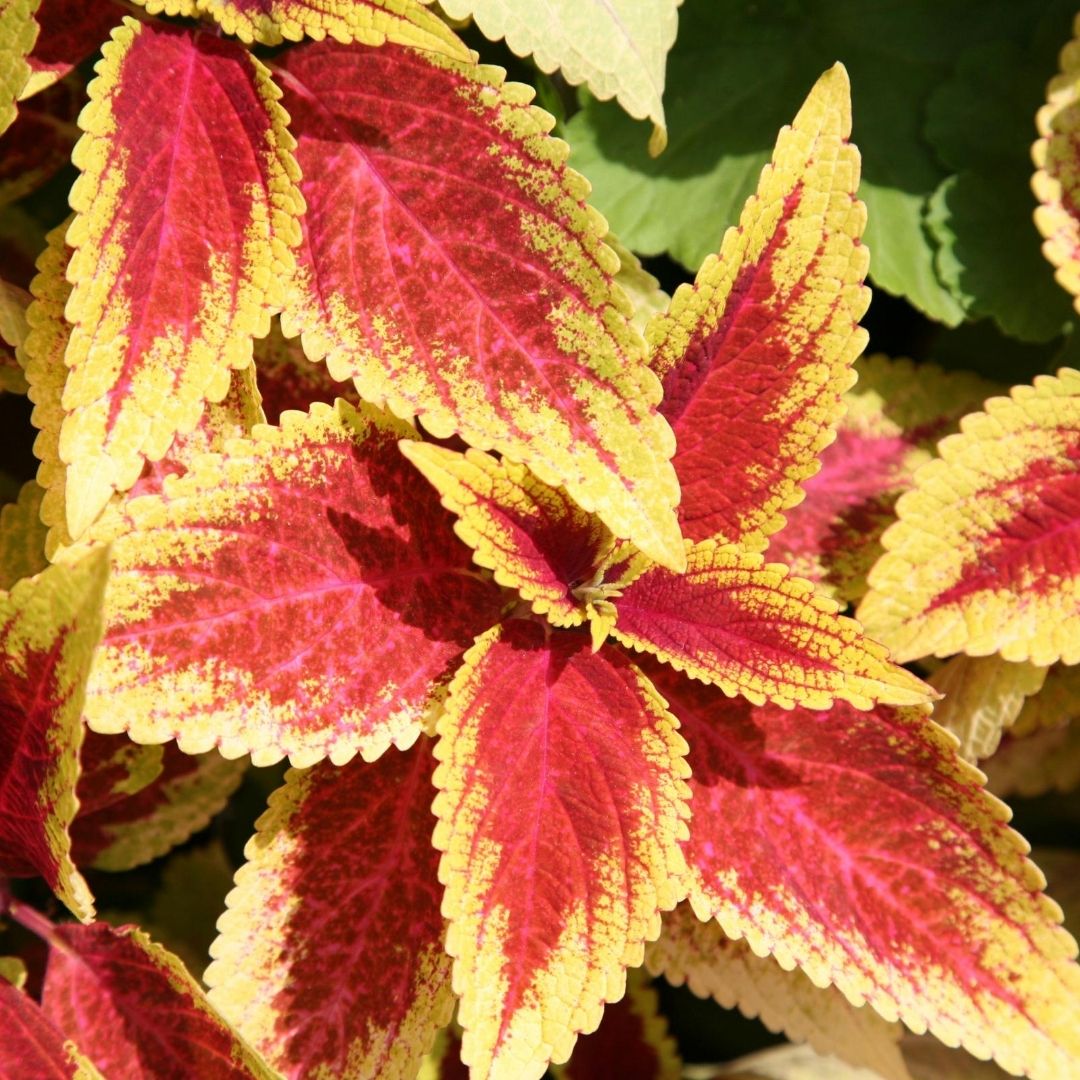 Coleus Trusty Rusty is on the list for color to your shade garden