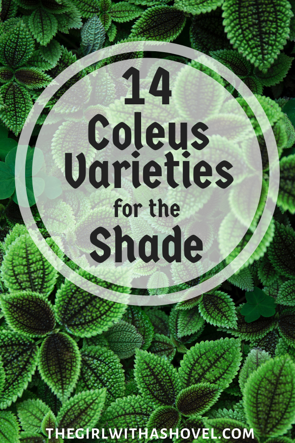 14 Coleus Varieties to bring Color to your Shade Garden