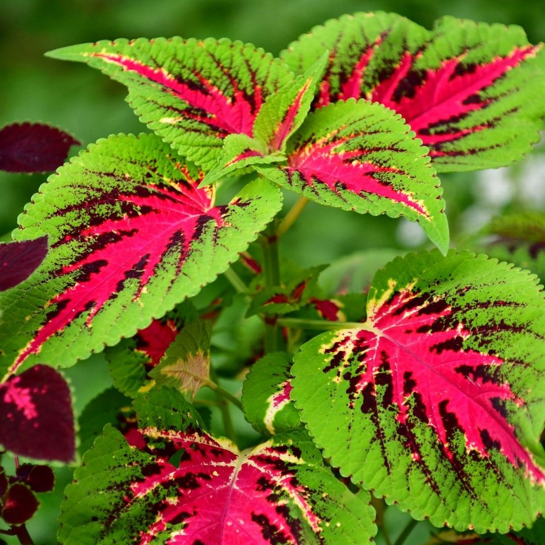 Coleus Watermelon is on the list for color to your shade garden