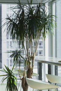 Large Indoor Plant 2: Dracaena