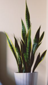 Snake Plant is on the list for interior plants that clean the air