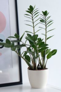ZZ Plant is on the list for best indoor plants for low light