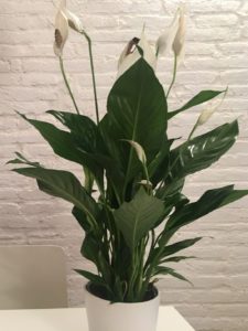 Peace lily is one of the poisonous houseplants for pets.