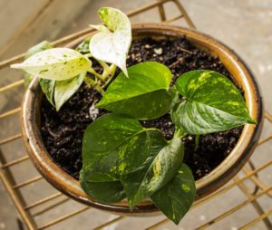 Devils Ivy (Pothos) is on the list for best indoor plants for low light