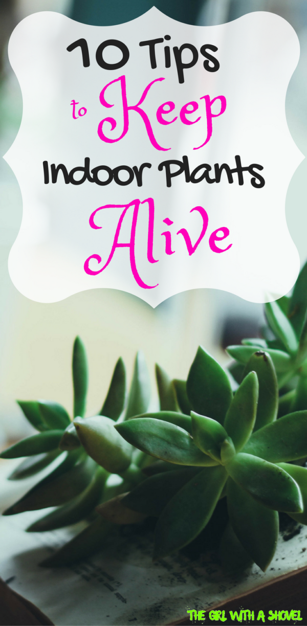 10-quick-tips-to-keep-your-indoor-plants-alive-the-girl-with-a-shovel