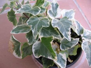 Plants that Purify the Air; Hard to Kill Houseplants; Poisonous Houseplants; Small Houseplants
