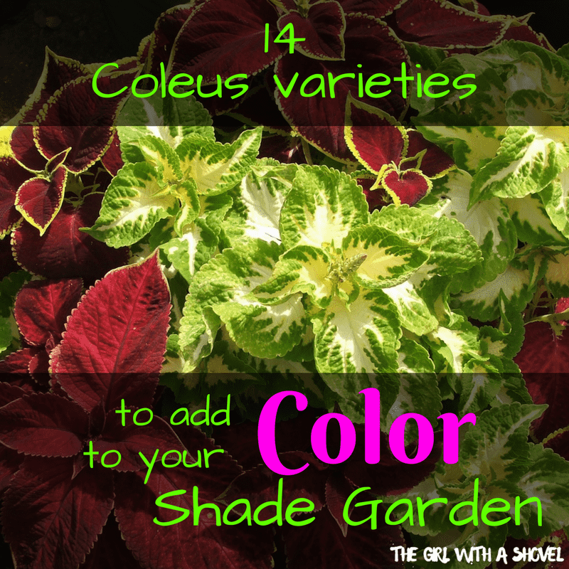 14 Coleus Varieties to bring Color to your Shade Garden – The Girl with ...