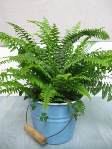 Plants that Purify the Air; Non-Toxic Houseplants