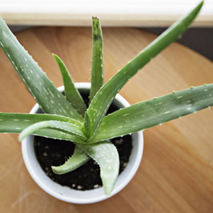 Aloe vera is the first on my list of the easiest succulents to grow indoors!