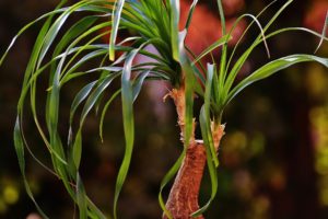 Large Indoor Plant 7: Ponytail Palm