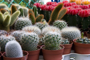 Small Indoor Plants 7: Cacti