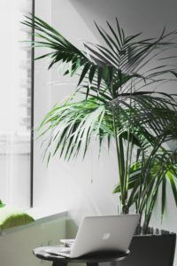 Areca Palm is on the list for interior plants that clean the air