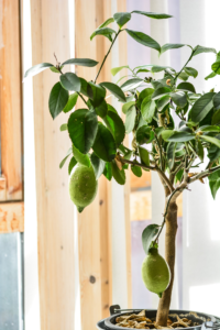 Fragrant Houseplant 6: Citrus Plants