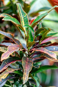 Croton is on the list for poisonous houseplants for pets.