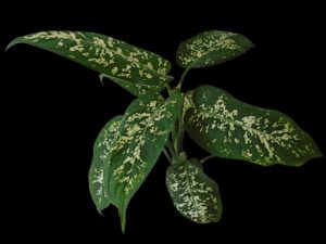 Dieffenbachia is one of the more poisonous houseplants for pets.