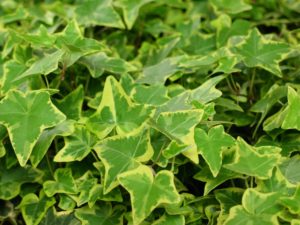 English ivy is on the list for hard to kill houseplants