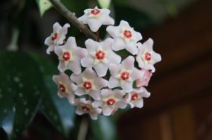 15: Wax plant (Hoya) – Hoya carnosa