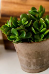 Jade Plant is on the list for interior plants that clean the air
