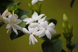 close up of a jasmine vine with a few buds and several white jasmine flowers