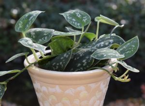 Philodendron is on the list for poisonous houseplants for pets.
