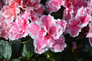 Azalea is on the list for poisonous houseplants for pets.
