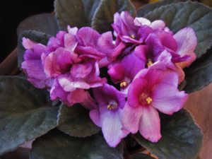 8: African violet – Saintpaulia plant