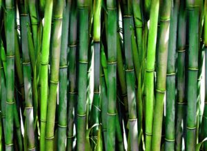 7: Bamboo – Bambusoideae spp.