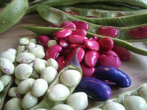 bean pods with pink purple and white beans in groups on a table