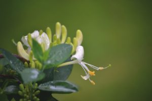 Fragrant Houseplant 7: Honeysuckle