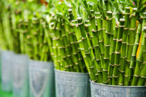 Lucky Bamboo is on the list for hard to kill houseplants