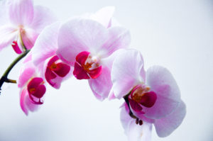 Fragrant Houseplant 5: Orchid