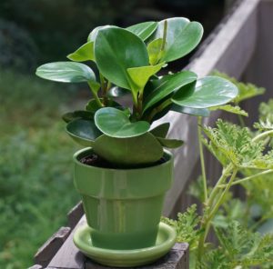The Peperoma is the second of my list of hard houseplants to kill!