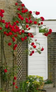 roses climbing a trellis up a brick house with white siding and trim
