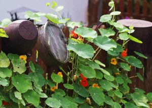 nasturtium plant growing along a wooden fence with yellow and orange red flowers