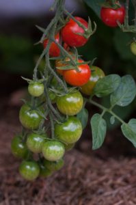 the end of a cherry tomato plant with cherry tomatoes ripening from green to red
