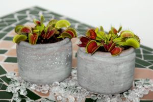 Unique Houseplants 3: Venus Fly Trap – Dionaea muscipula